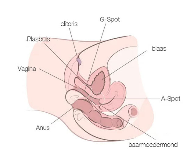 anatomie van de vrouw